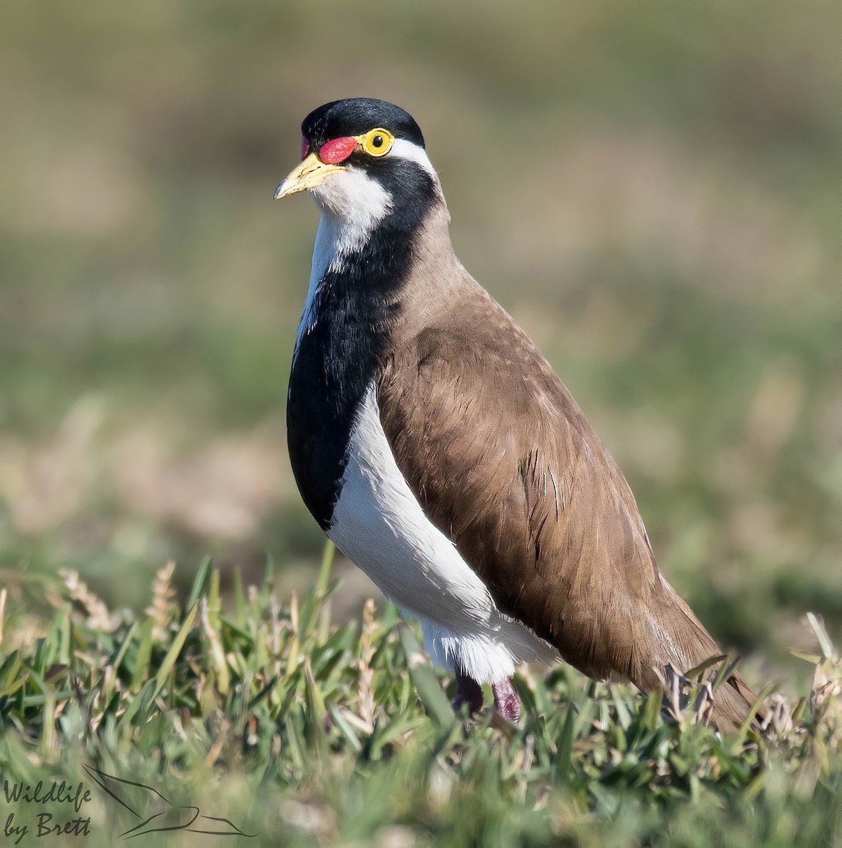 Banded Lapwing - ML342352811