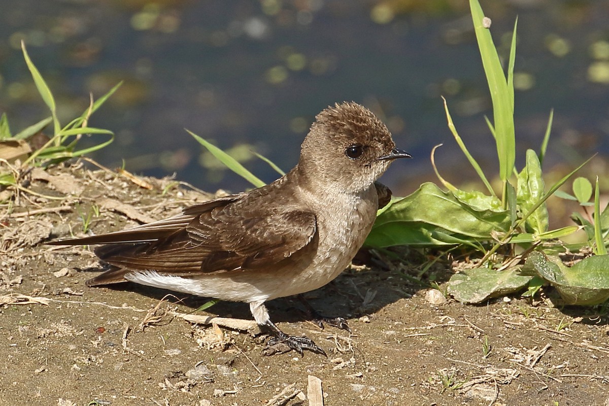 Northern Rough-winged Swallow - ML342353211