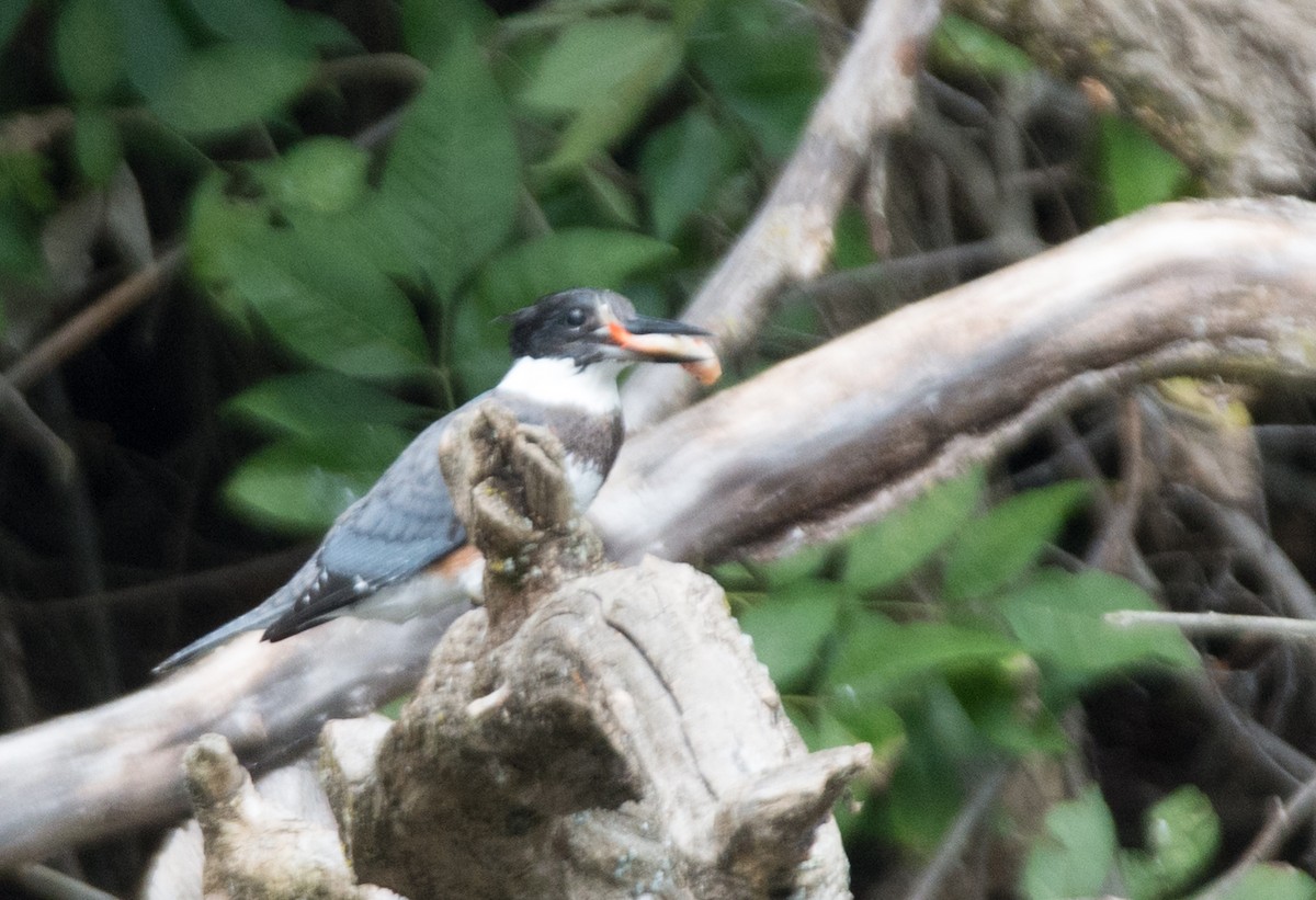 Belted Kingfisher - Paul Clifford