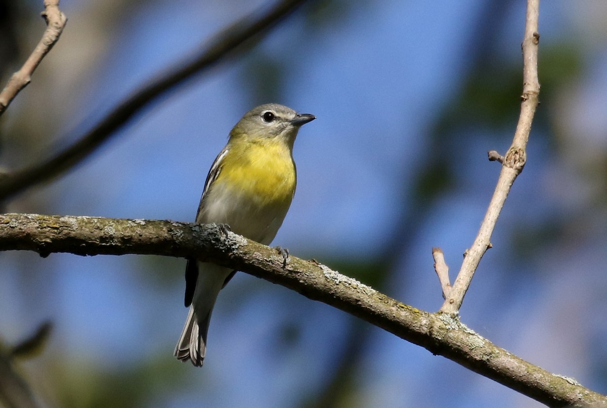 Yellow-throated x Blue-headed Vireo (hybrid) - eBird