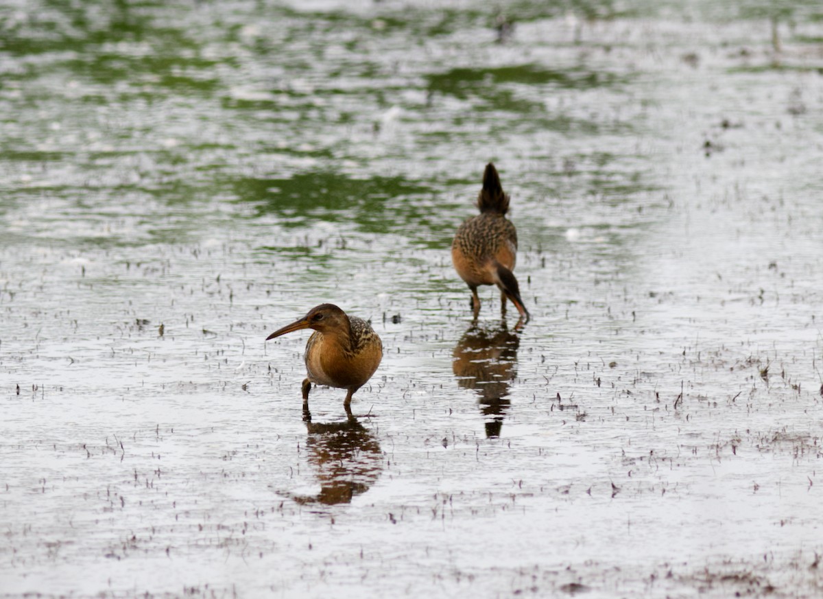 eBird Checklist - 25 May 2021 - Prime Hook NWR--Prime Hook Beach Rd ...