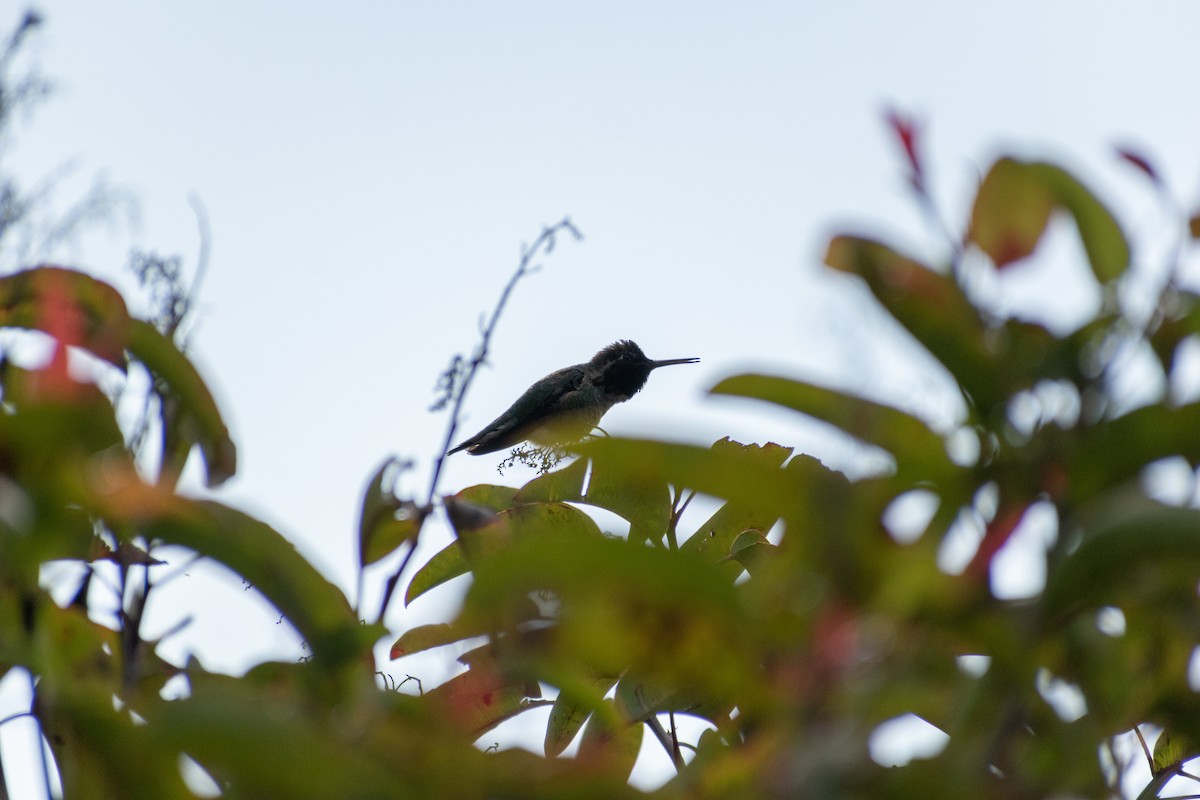 Anna's Hummingbird - ML342362931