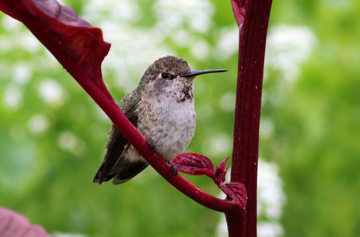 Anna's Hummingbird - ML34236351