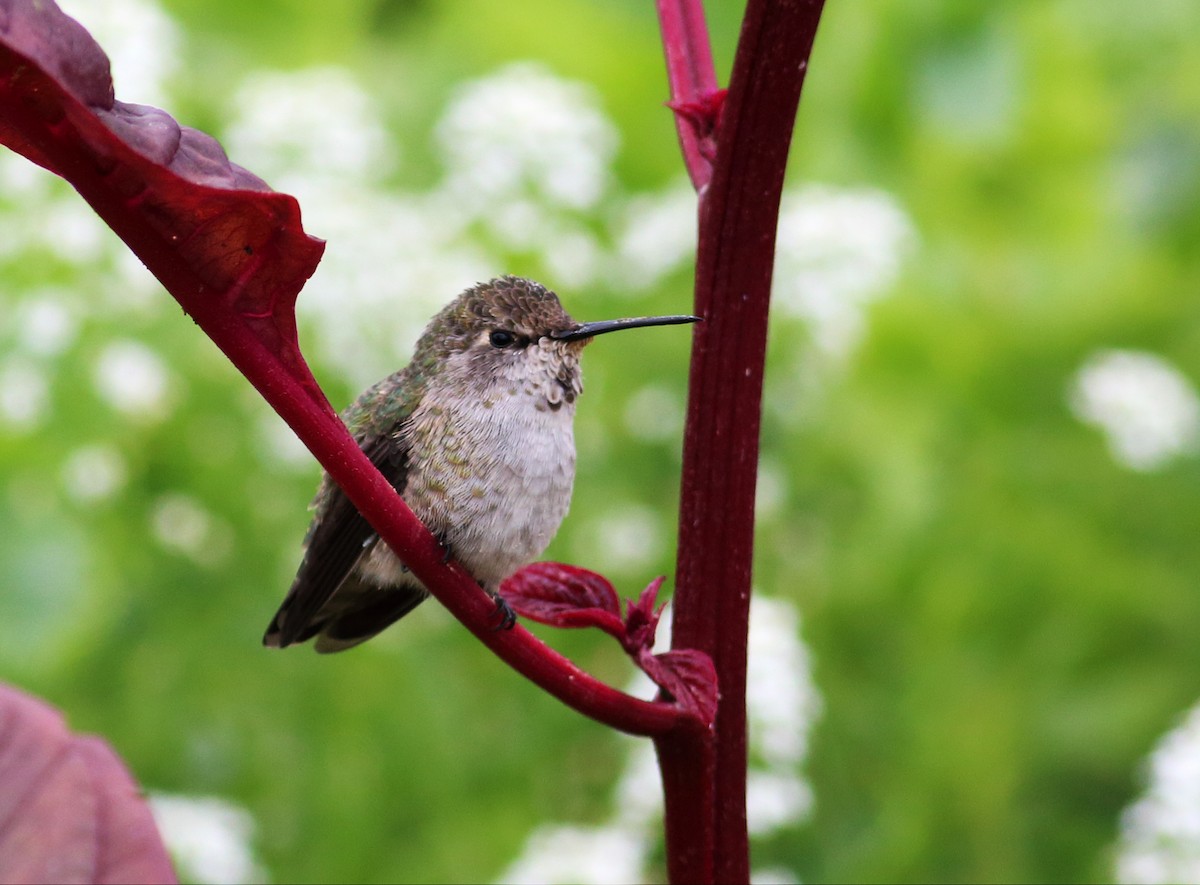 Anna's Hummingbird - ML34236371