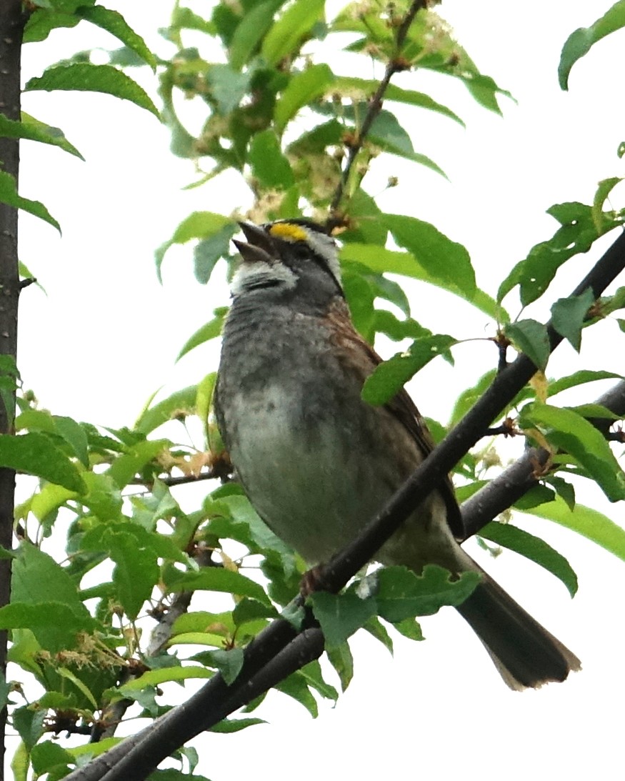 White-throated Sparrow - Michael DeWispelaere