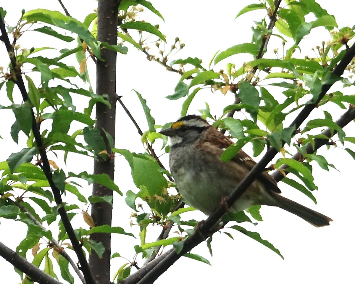 White-throated Sparrow - ML342364491