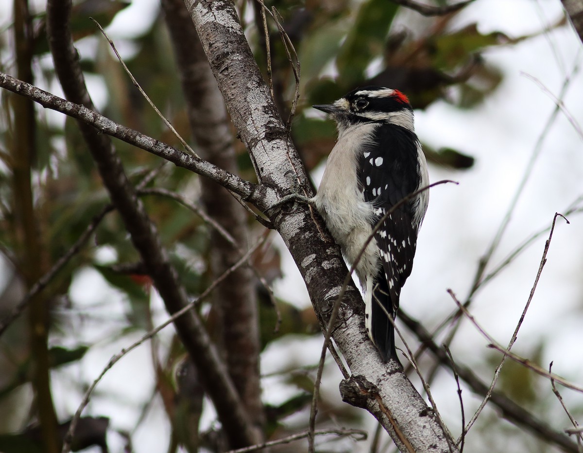Downy Woodpecker (Pacific) - ML34236511