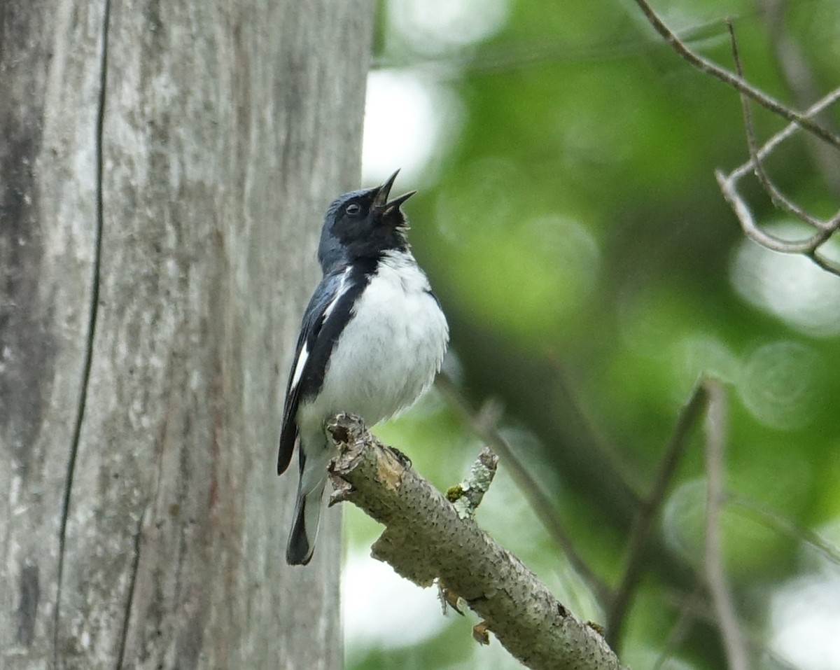 Black-throated Blue Warbler - Michael DeWispelaere