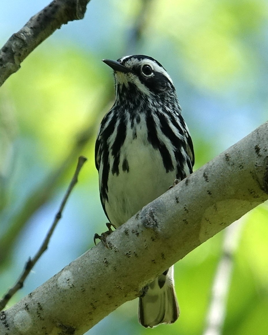 Black-and-white Warbler - ML342367621