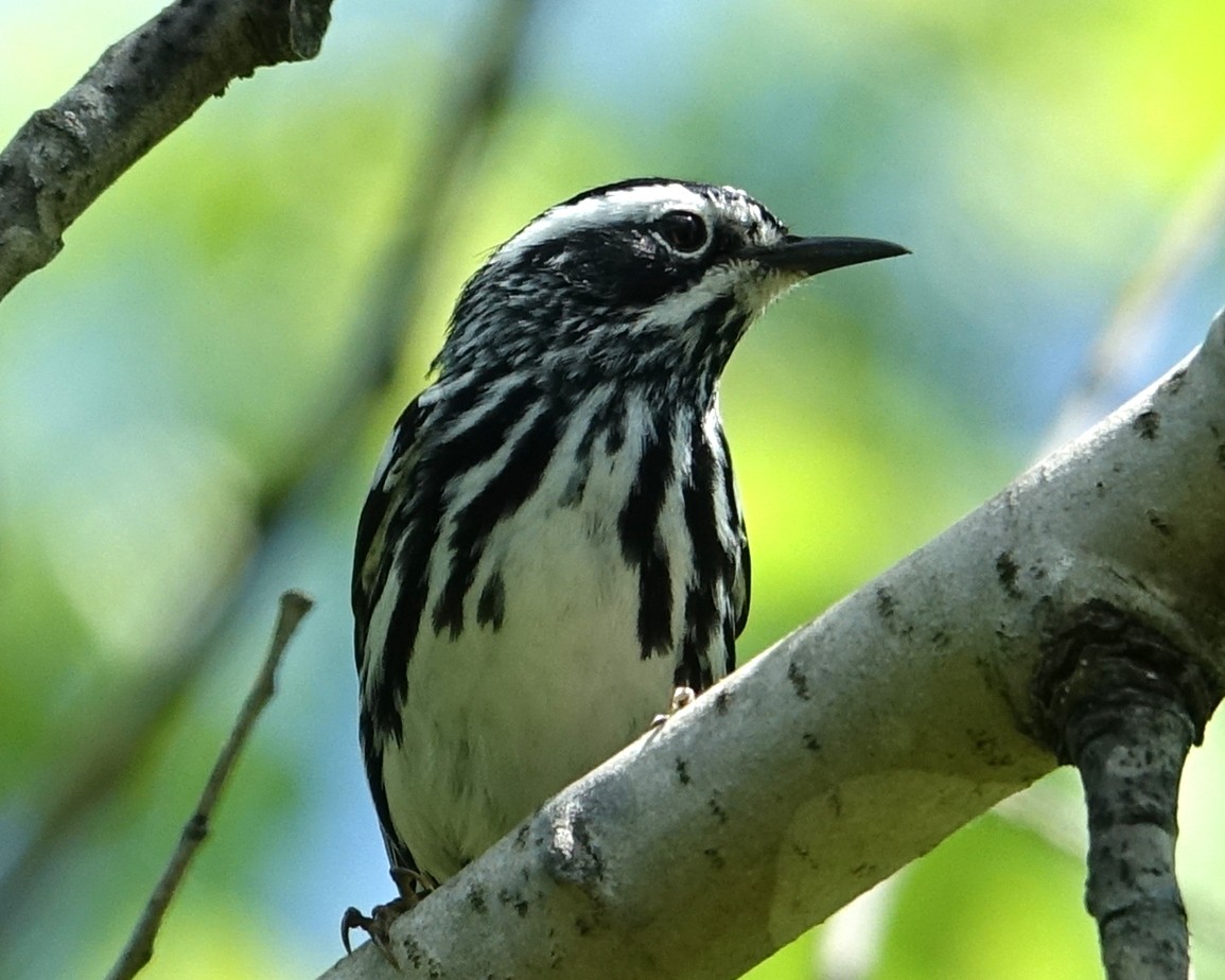 Black-and-white Warbler - ML342367631