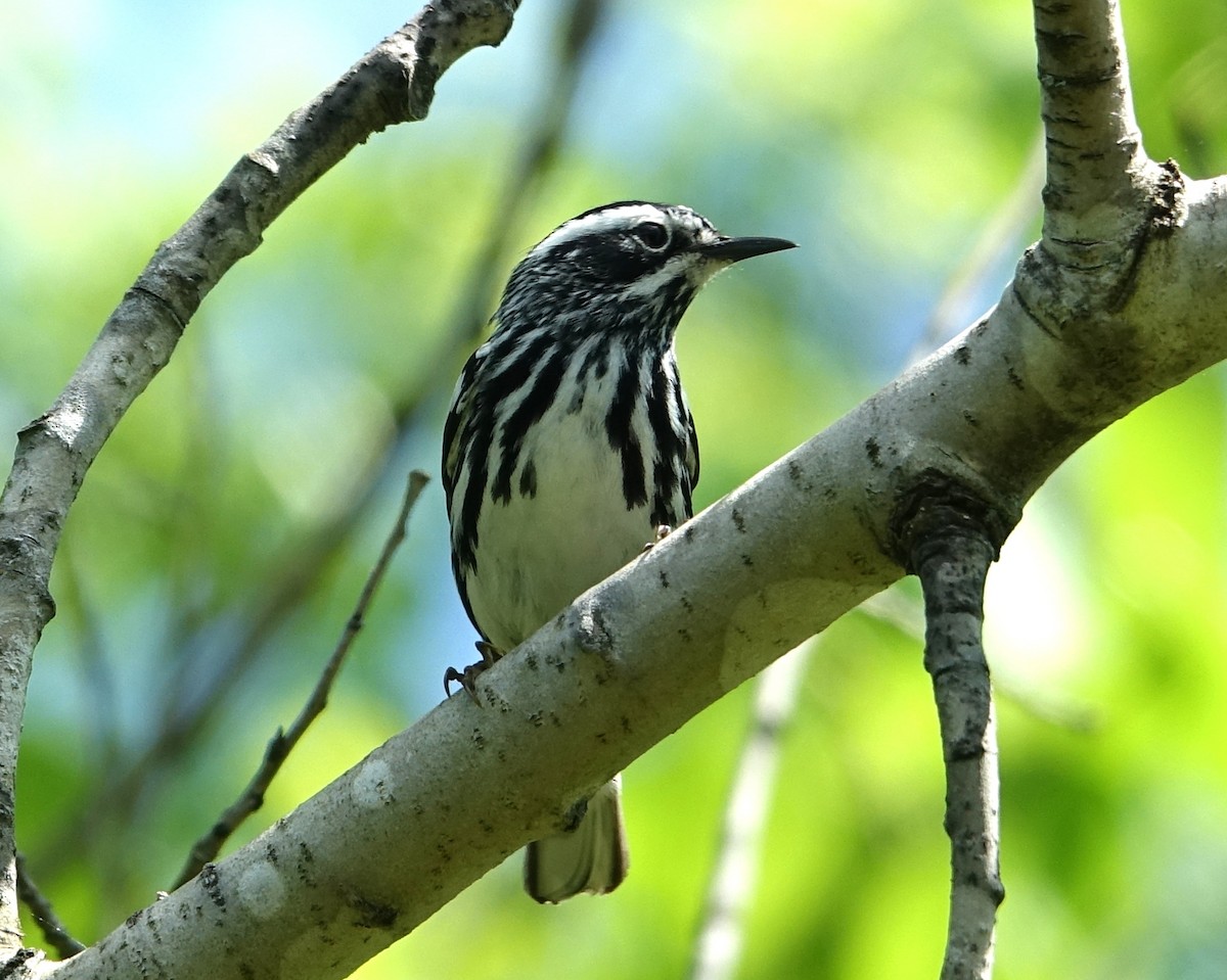 Black-and-white Warbler - ML342367651