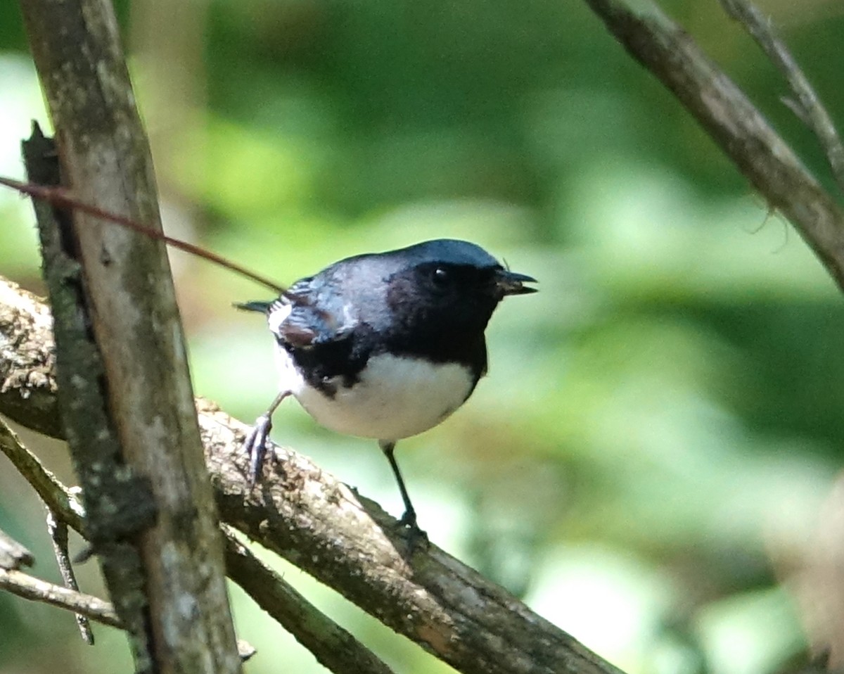 Black-throated Blue Warbler - ML342367911