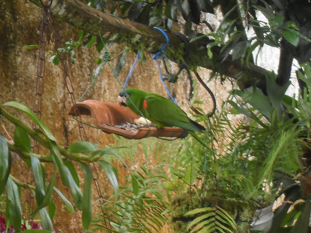 Red-shouldered Macaw - Fabio Barata