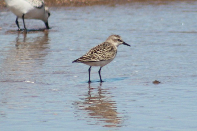 Semipalmated Sandpiper - Nathan O'Reilly