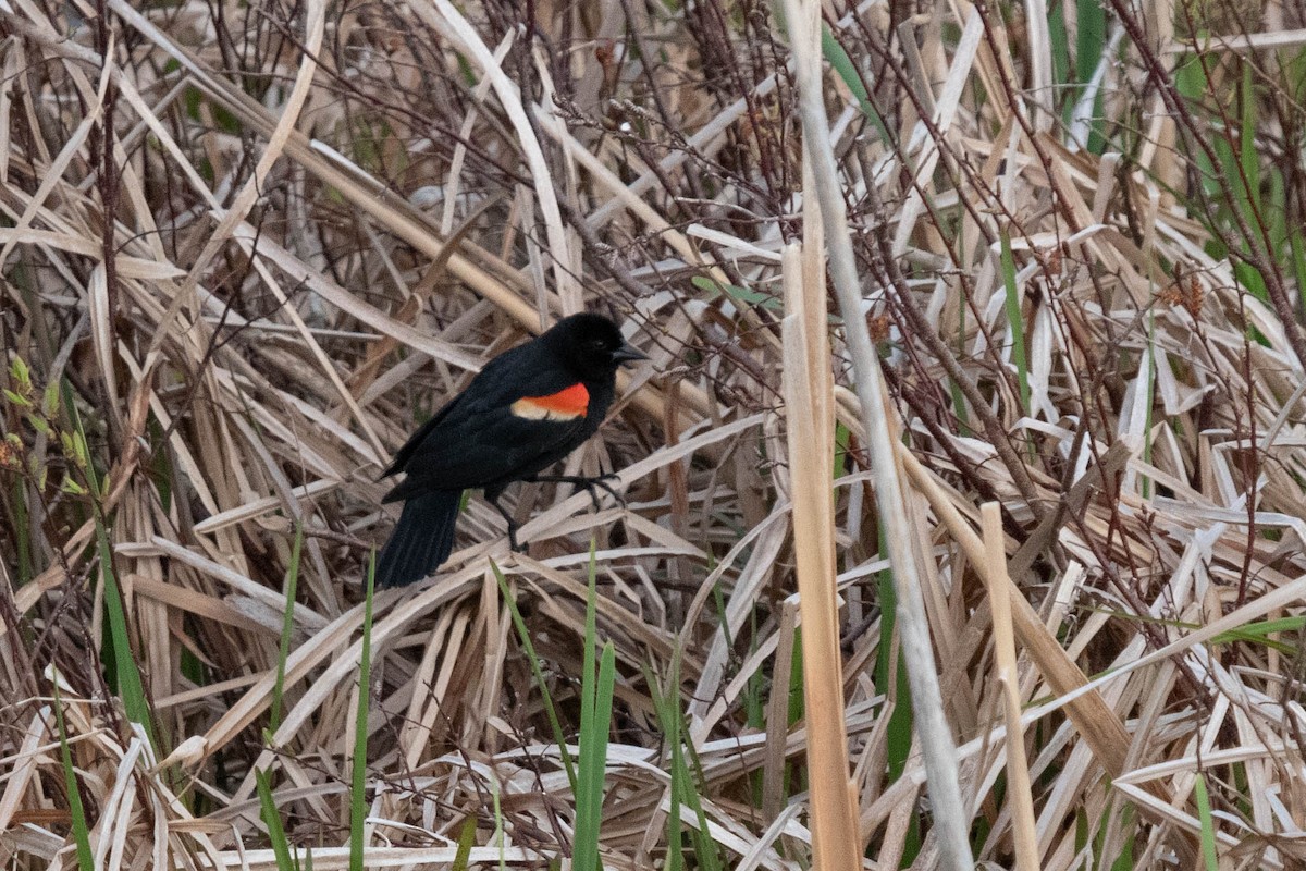 Red-winged Blackbird - ML342381481