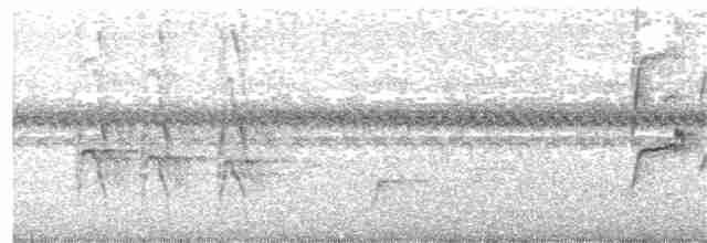 Тиранчик-тонкодзьоб південний - ML342382431