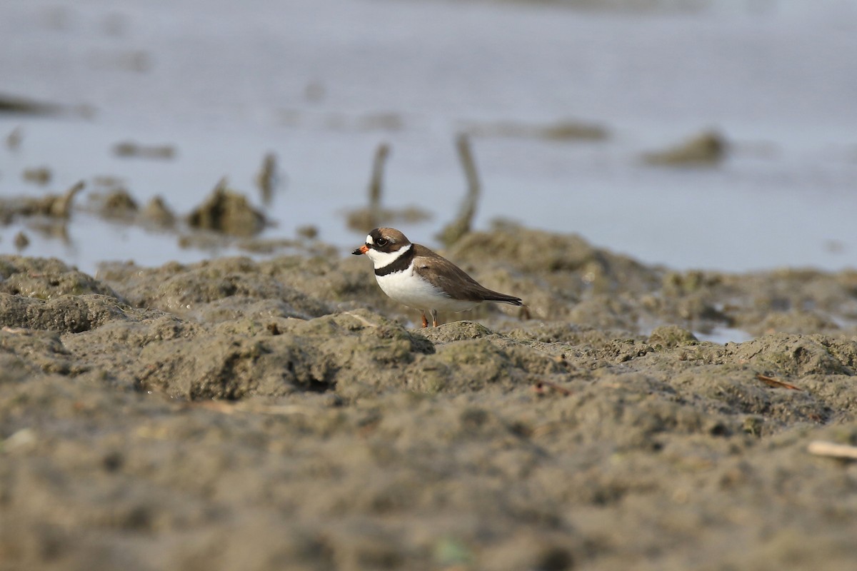 Semipalmated Plover - ML342388261
