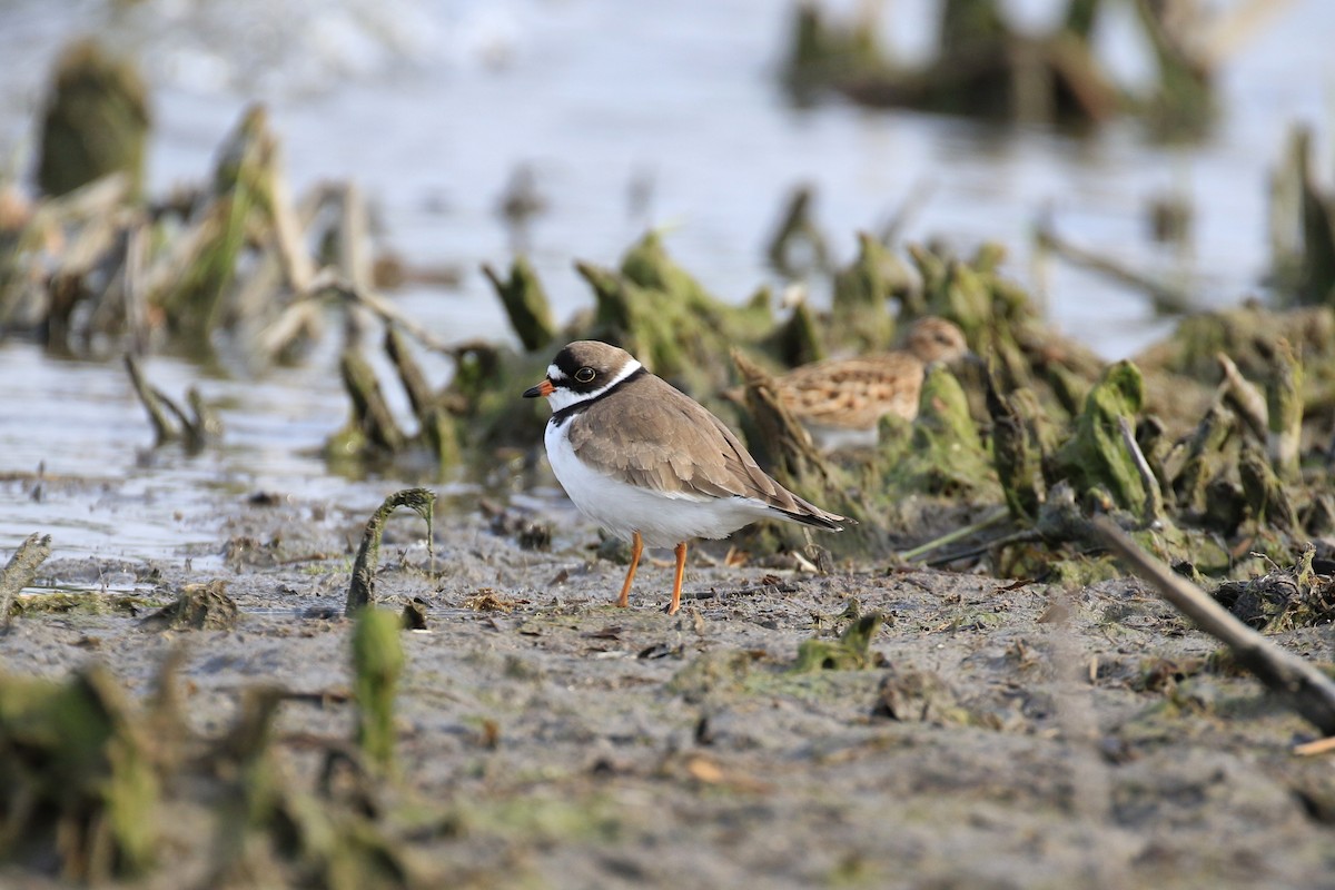 Semipalmated Plover - ML342388351