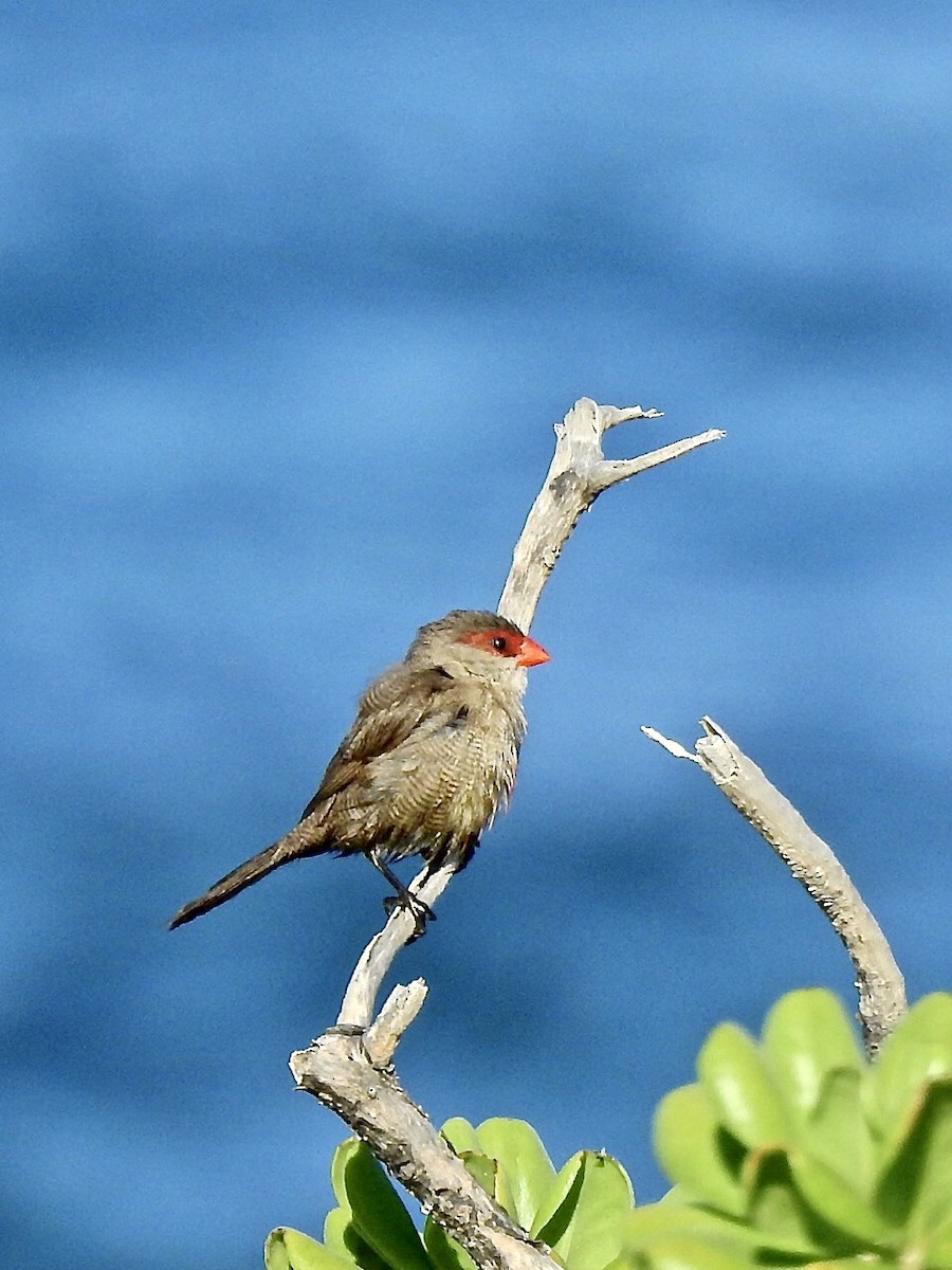Common Waxbill - Michael Young