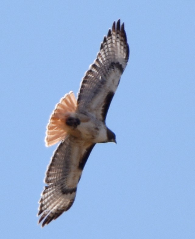 Red-tailed Hawk - ML342393951