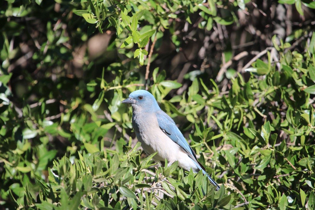 Mexican Jay - ML342395091