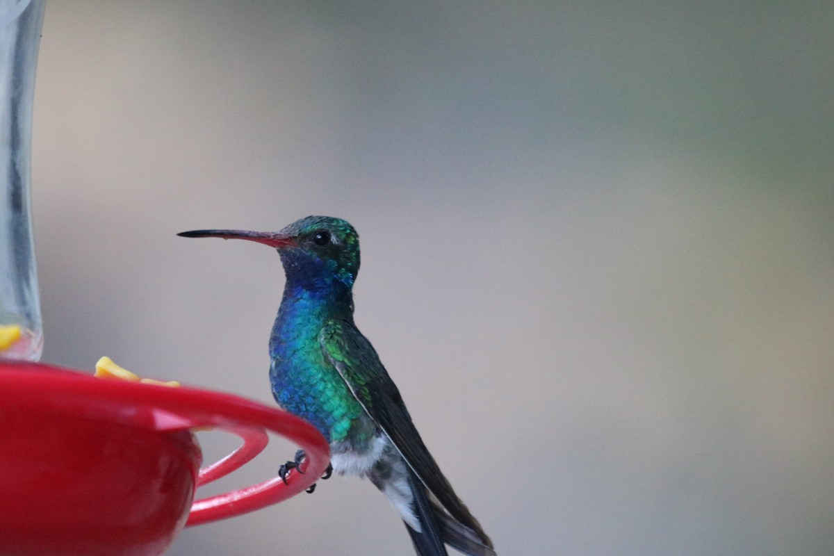 Broad-billed Hummingbird - ML342395361
