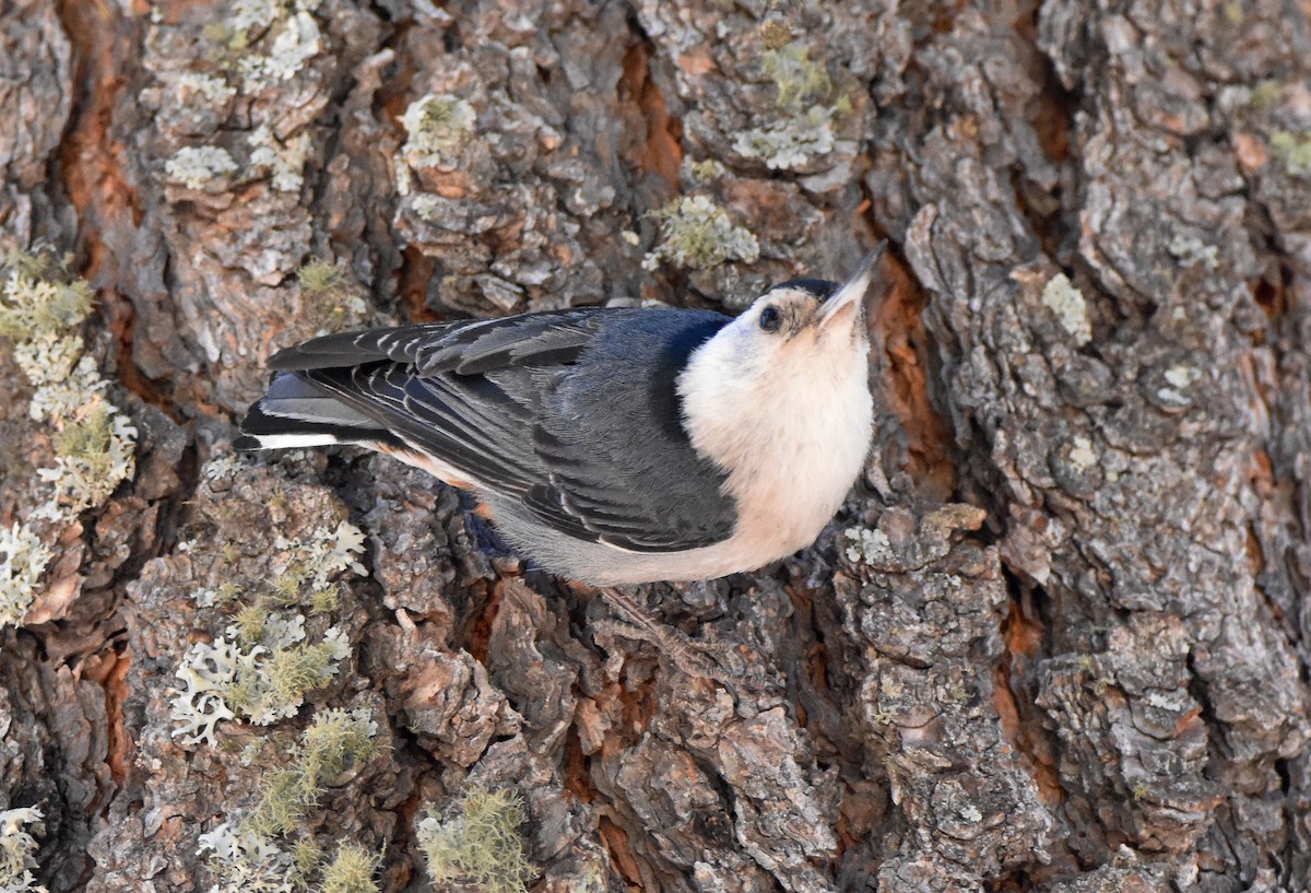 White-breasted Nuthatch - ML342396131