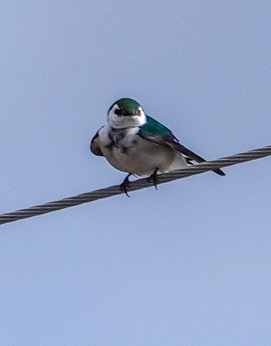 Violet-green Swallow - ML342397851