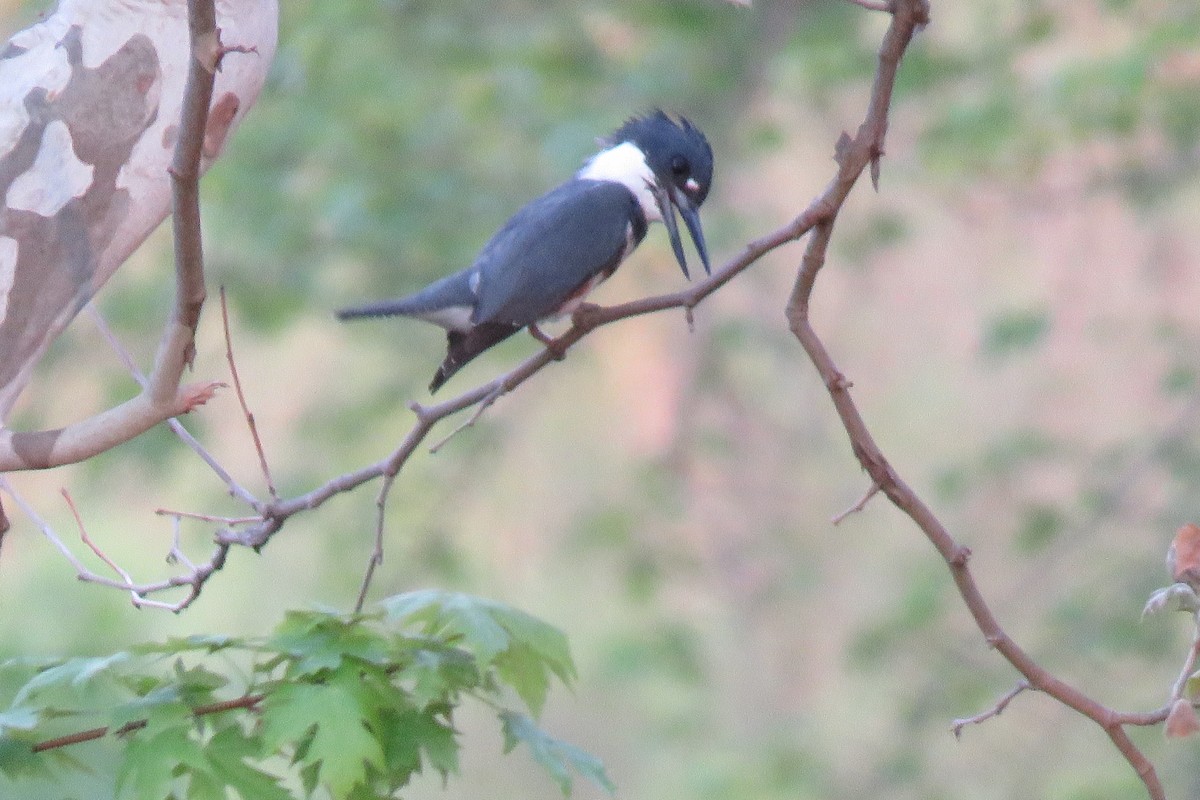 Belted Kingfisher - ML342418641