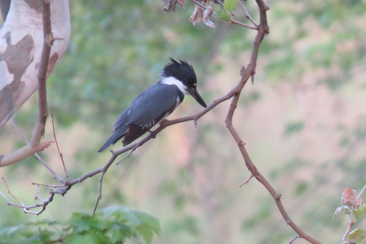 Belted Kingfisher - ML342418721