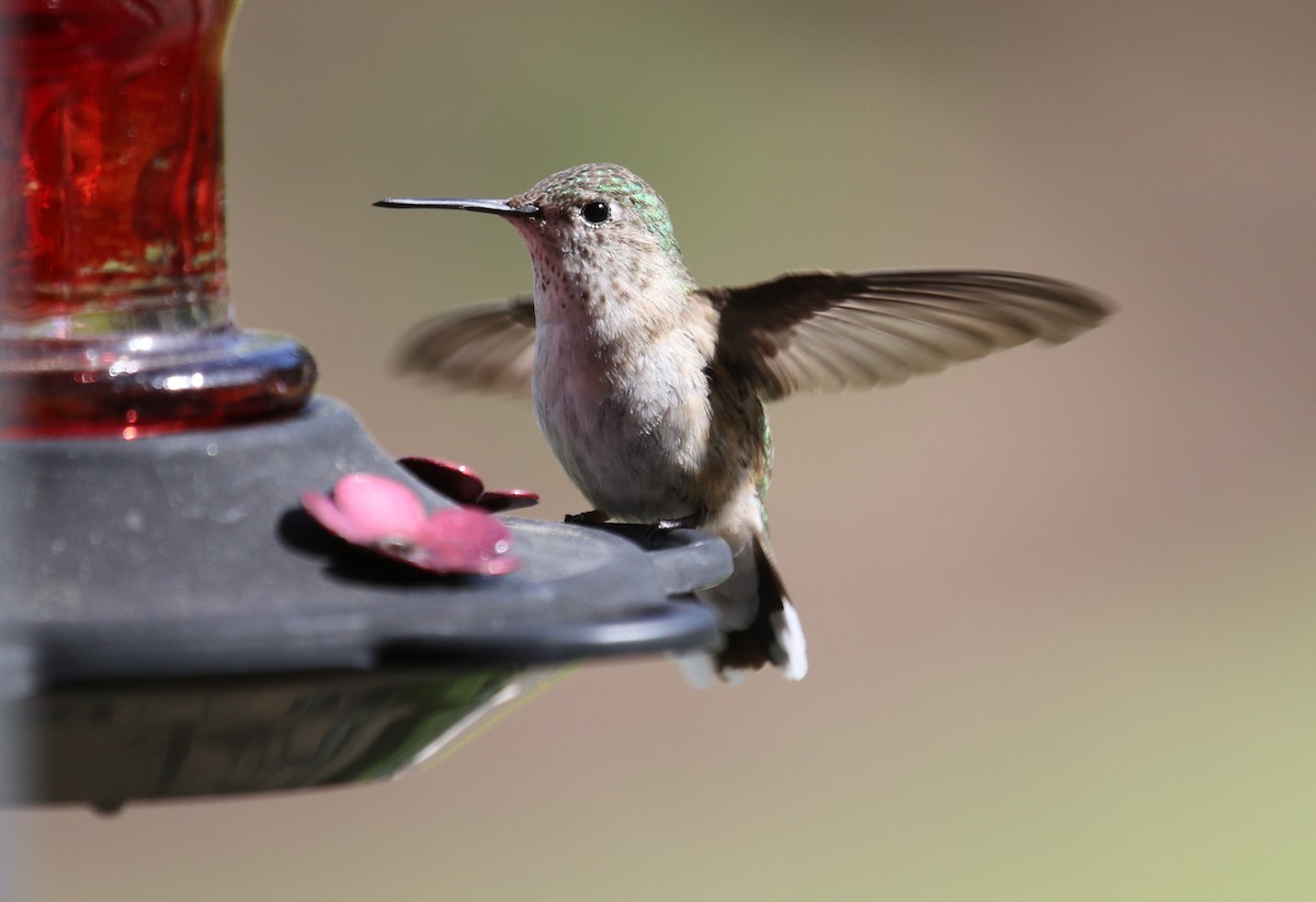 Calliope Hummingbird - Sandy Schreven