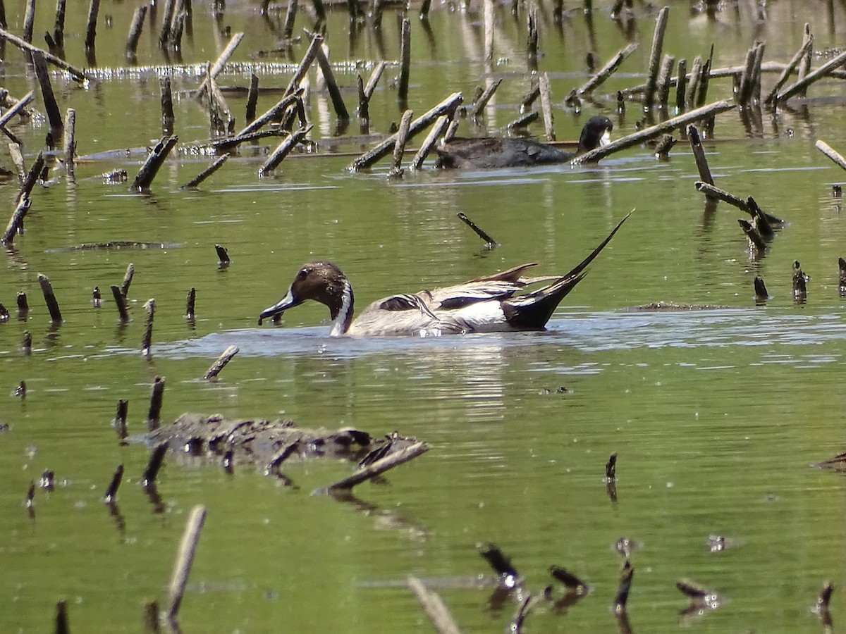 Northern Pintail - Amy Simmons