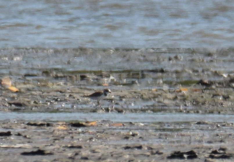 Semipalmated Plover - ML342423991