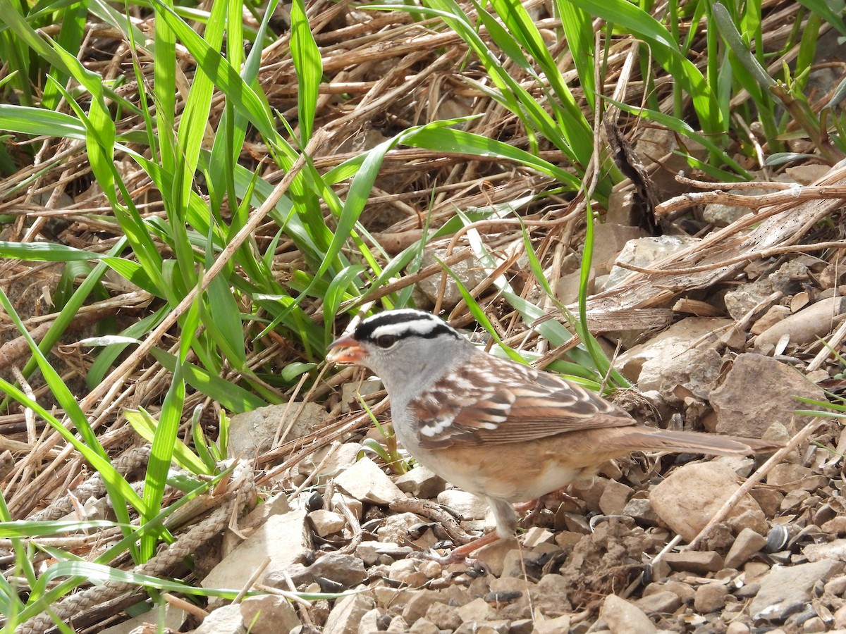 White-crowned Sparrow - Pam Rasmussen