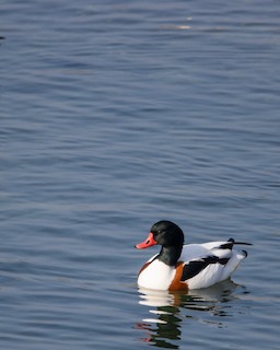 Common Shelduck, ML342438121
