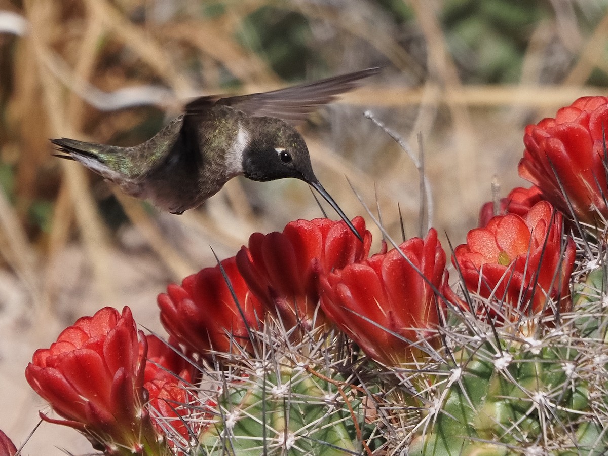 Black-chinned Hummingbird - Eleanor H Sarren