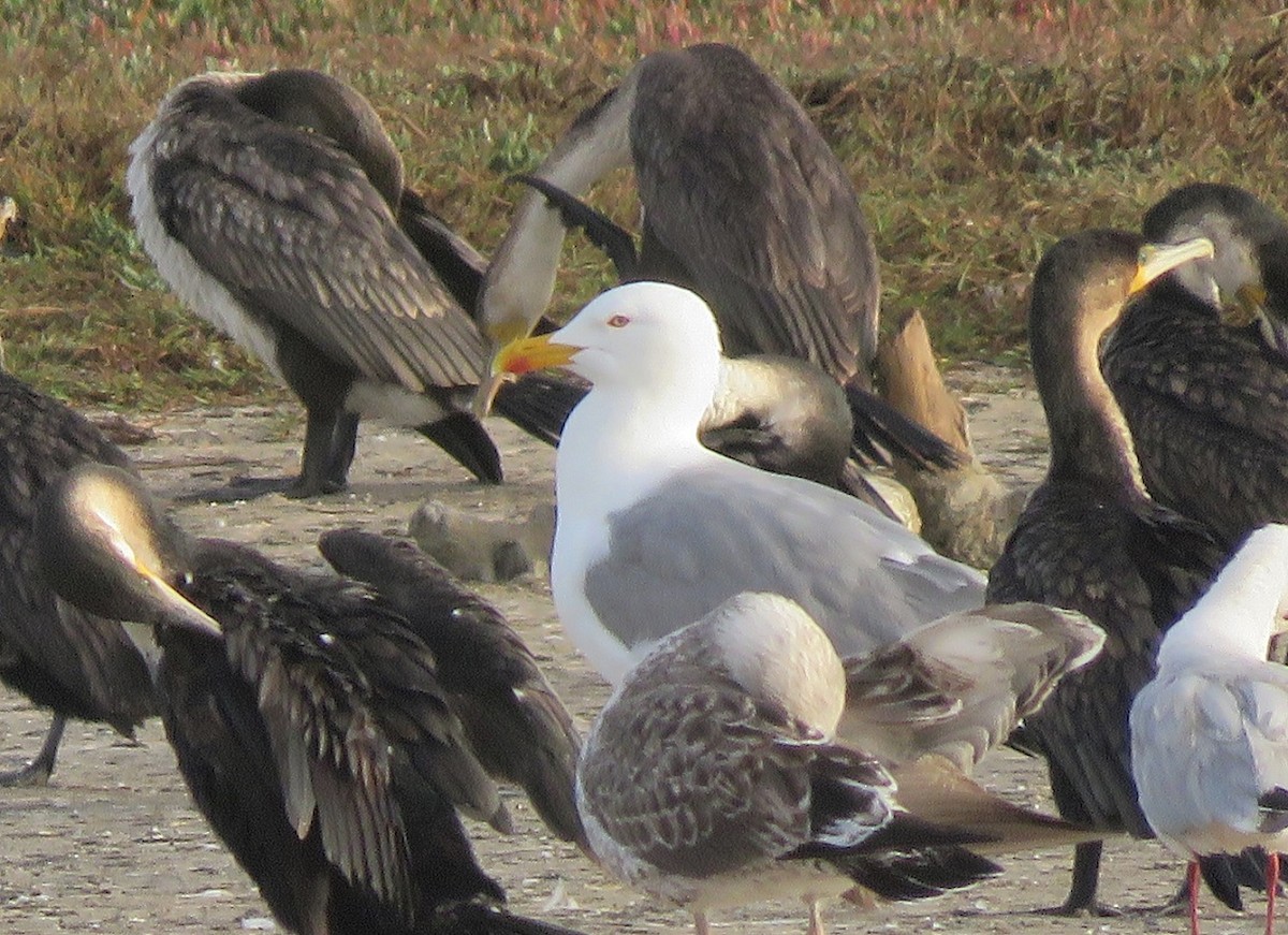 Yellow-legged Gull - Bram Piot