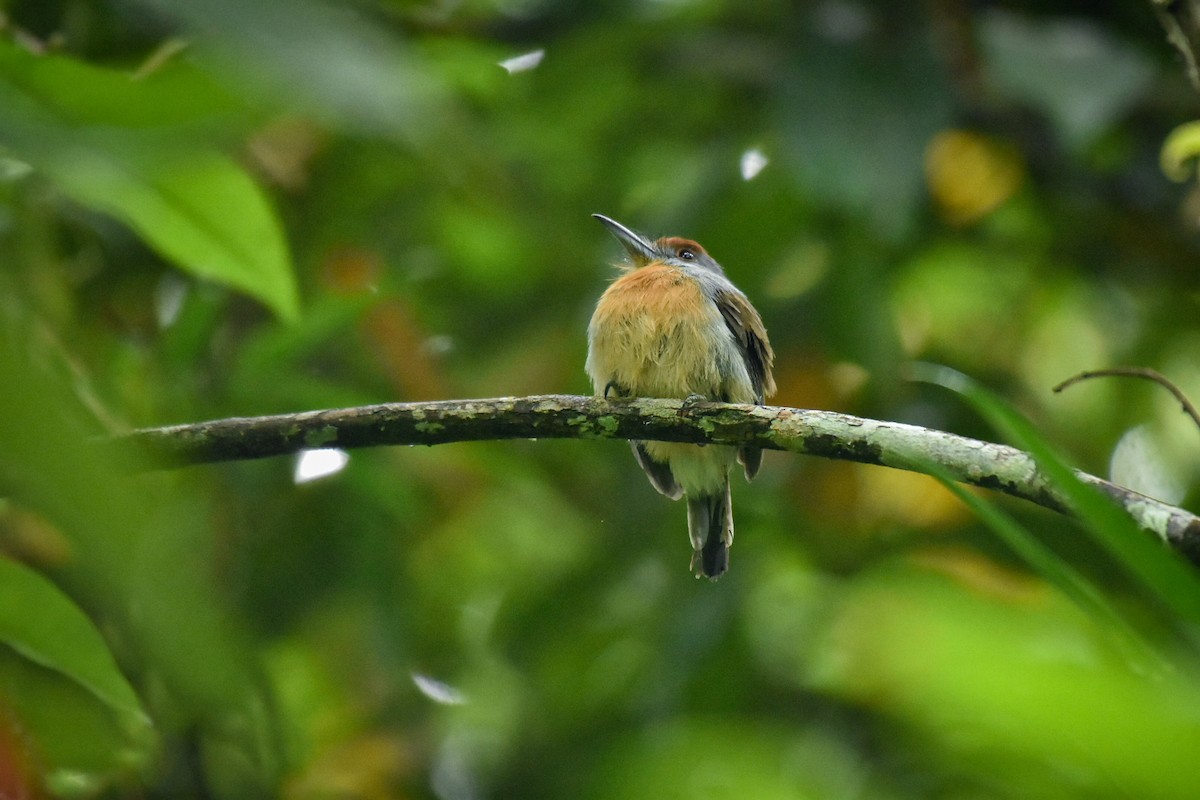 Rufous-capped Nunlet - ML342445901