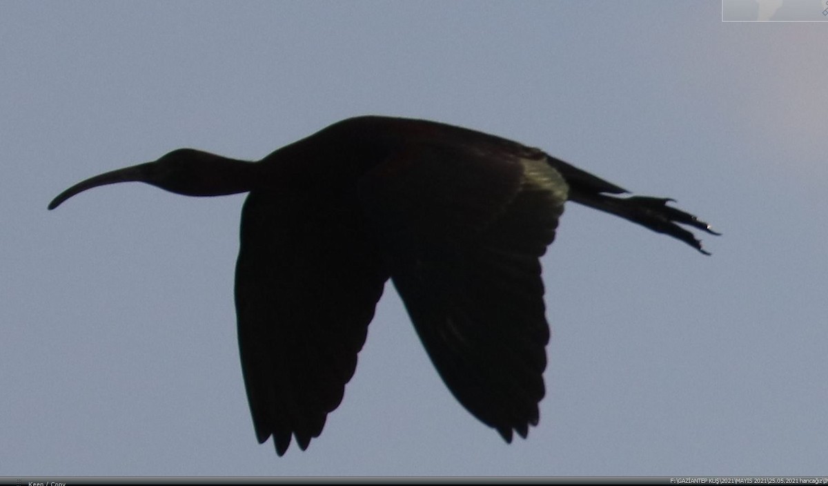 ibis hnědý - ML342448051
