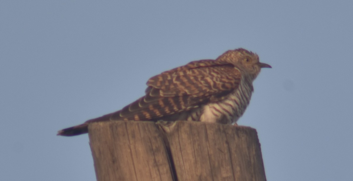 Common Cuckoo - ML342449231
