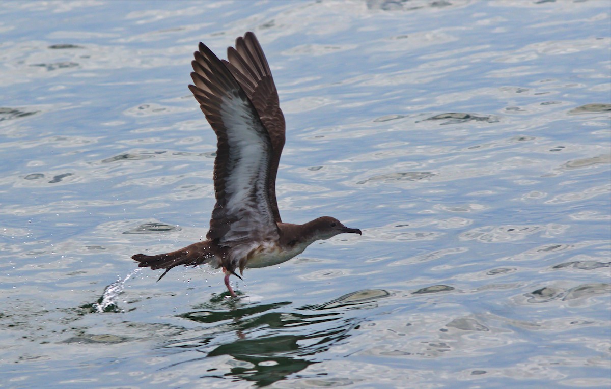 Wedge-tailed Shearwater - Andrew Pierce