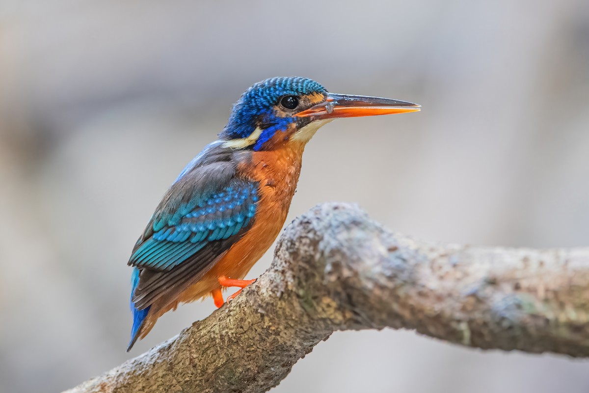 Blue-eared Kingfisher - Ngoc Sam Thuong Dang