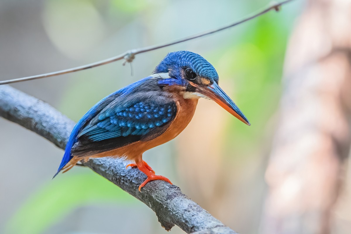 Blue-eared Kingfisher - ML342460681