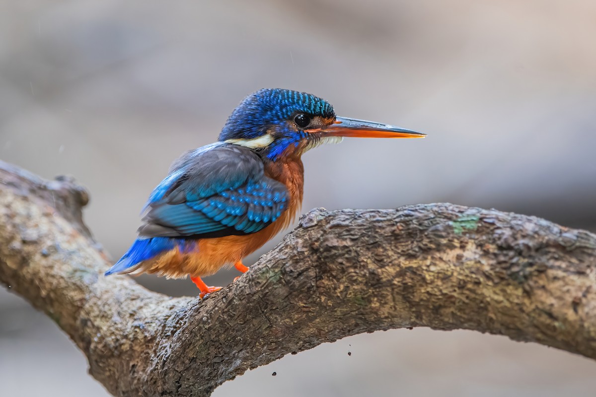 Blue-eared Kingfisher - Ngoc Sam Thuong Dang