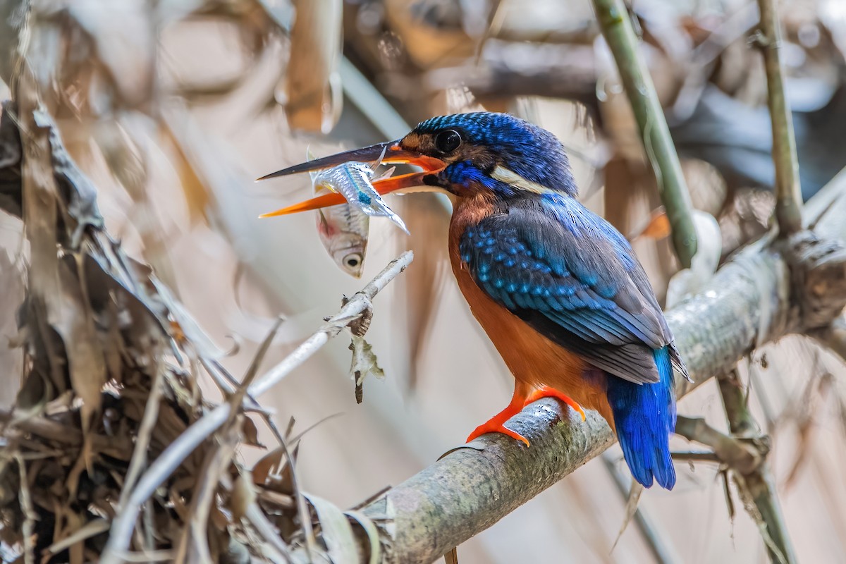 Blue-eared Kingfisher - ML342460771