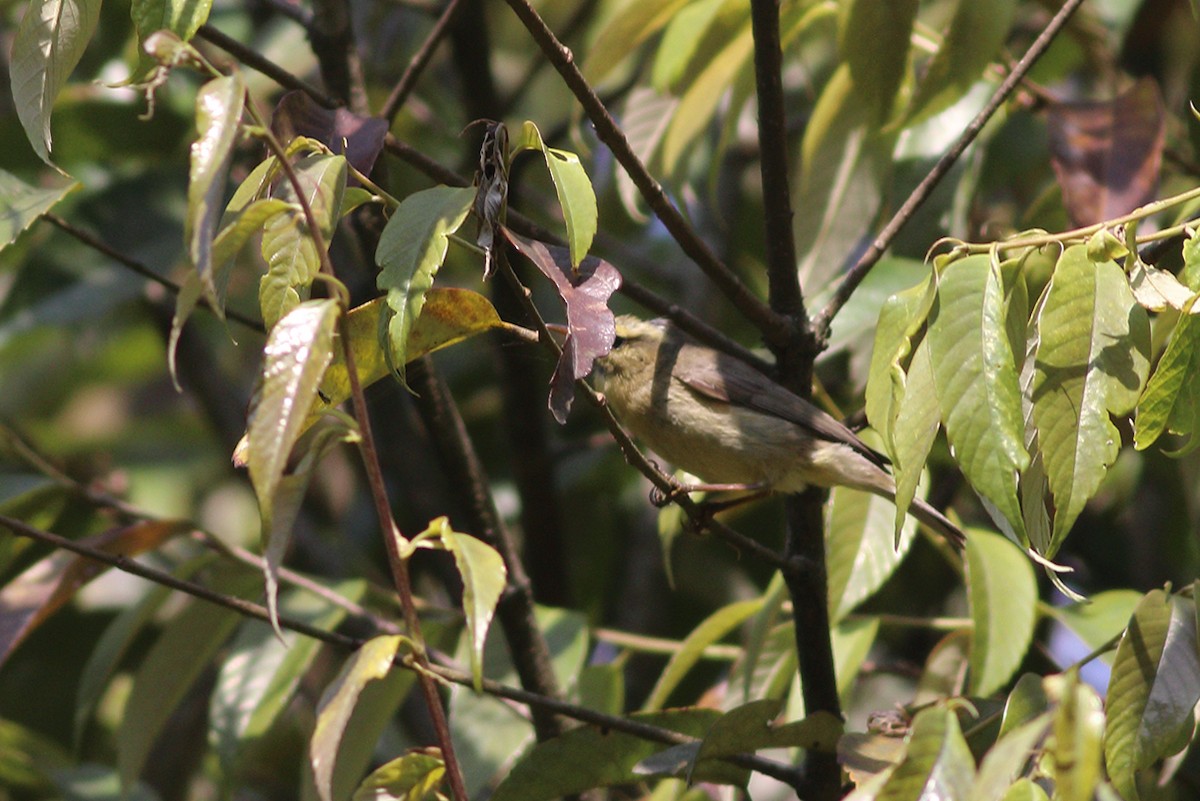 Tickell's Leaf Warbler (Tickell's) - Dibyendu Ash