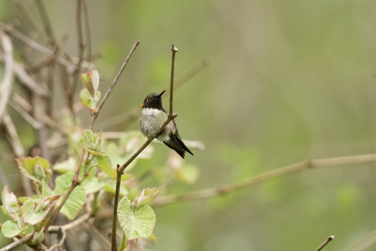 Ruby-throated Hummingbird - ML342470531