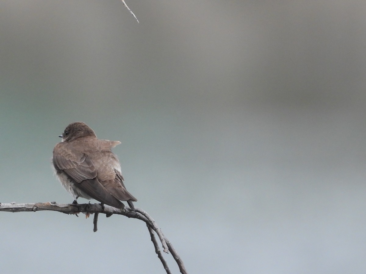 Northern Rough-winged Swallow - ML342472131