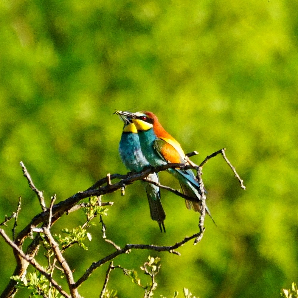European Bee-eater - jose emilio lafuente muñoz