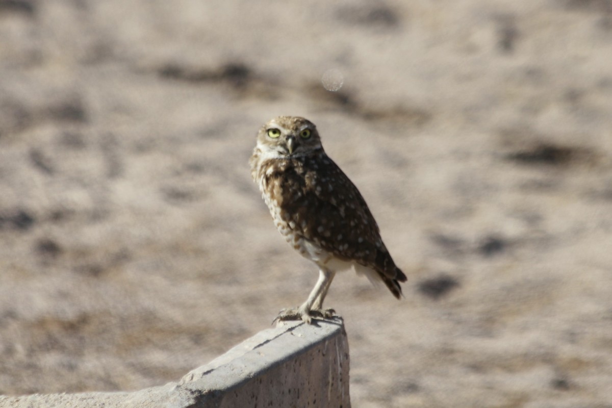 Burrowing Owl - David Marjamaa